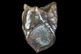 Juvenile Triceratops Tooth - South Dakota #81933-1